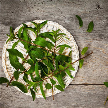 植物可以去甲醛嗎？甲醛治理原理是什么