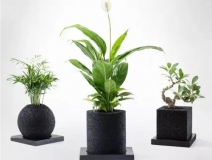 怎么除甲醛靠得牢？竹炭、植物成最大“騙局”